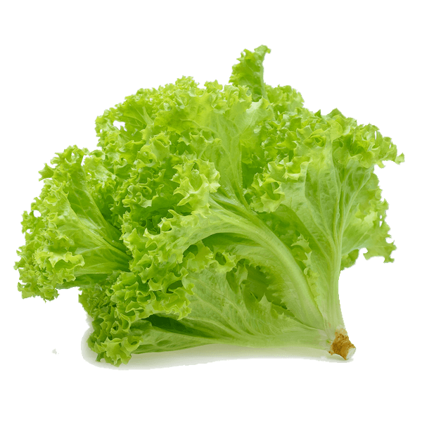 Alface-Jfc-Hidroponica-Crespa-Verde-Un-562726 Alface-Jfc-Hidroponica-Crespa-Verde-Un-562726
