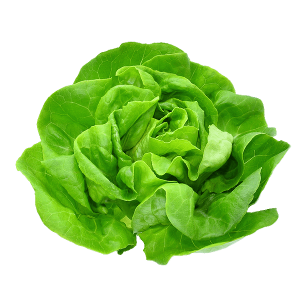 Alface-Lisa-Un-1880 Alface-Lisa-Un-1880