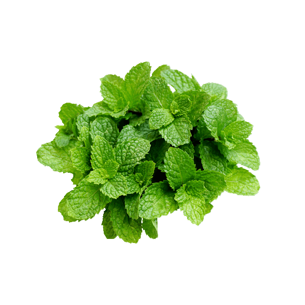 Hortela-Un-2038 Hortela-Un-2038