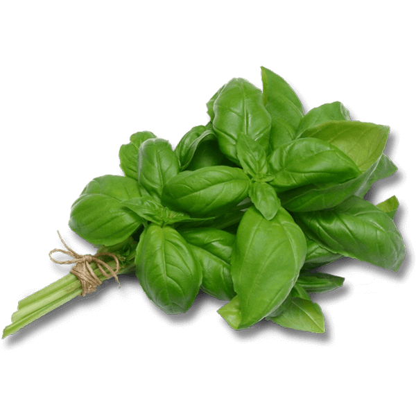 Manjericao-Un-248 Manjericao-Un-248