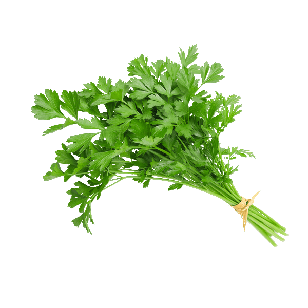 Salsa-Un-2054 Salsa-Un-2054