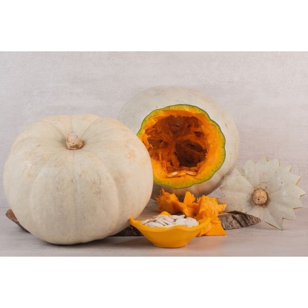 Abobora-Branca Abobora-Branca