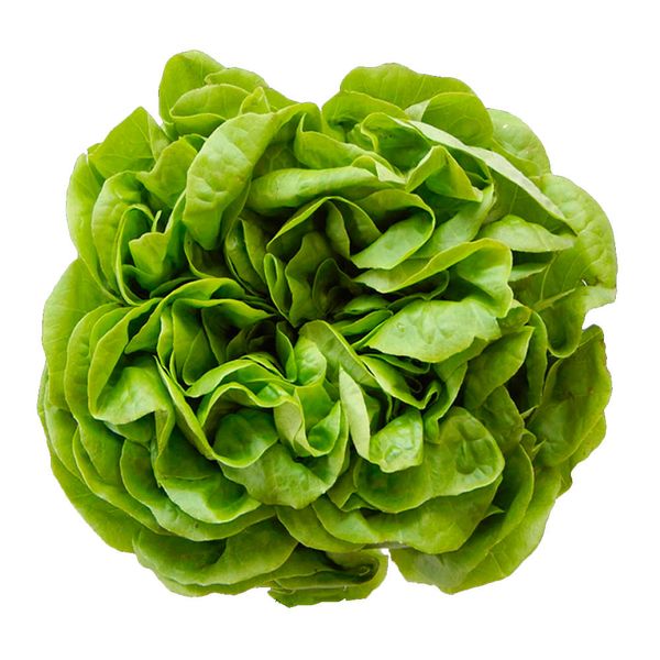 Alface-JFC-Lisa-Hidroponica--Unidade- Alface-JFC-Lisa-Hidroponica--Unidade-